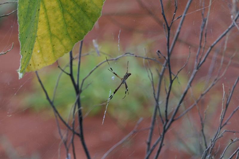 Argiope_protensa_D3575_Z_85_Mt Florence station_Australie.jpg